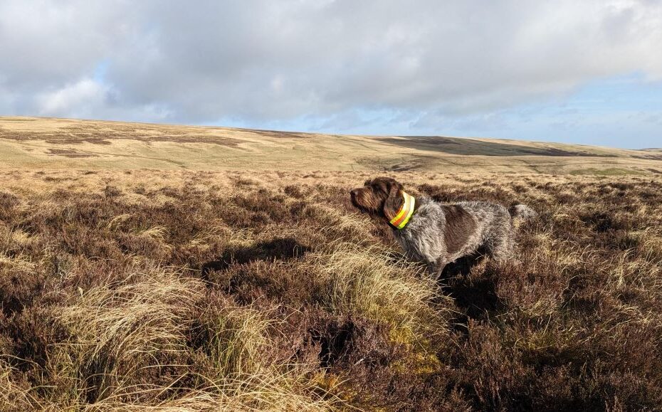 Pointing dog on grouse counts